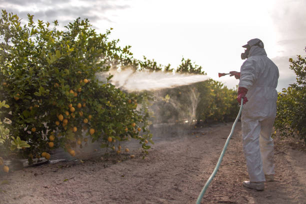 Wasp Removal Services in Bret Harte, CA