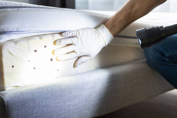 Best Exterminator Services  in Bret Harte, CA