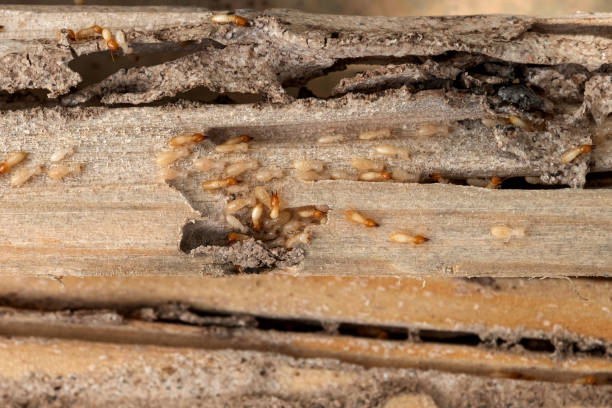Bret Harte, CA Pest Control Company